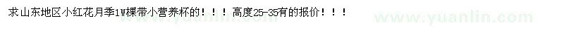 求購小紅花月季