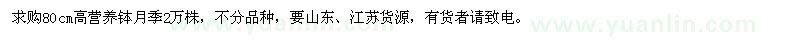 求購80cm高營養(yǎng)缽月季