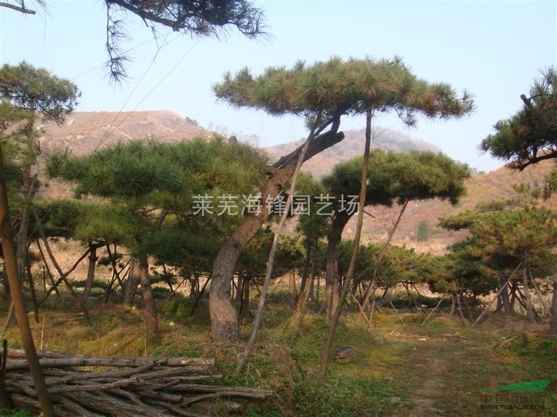 山東造型油松，山東造型油松價格，山東造型油松基地
