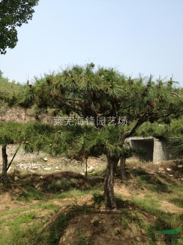 油松，山東油松