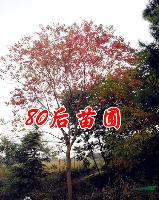 2013烏桕價格預(yù)測分析