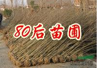 紫薇基地 江蘇紫薇價(jià)格 河南紫薇價(jià)格