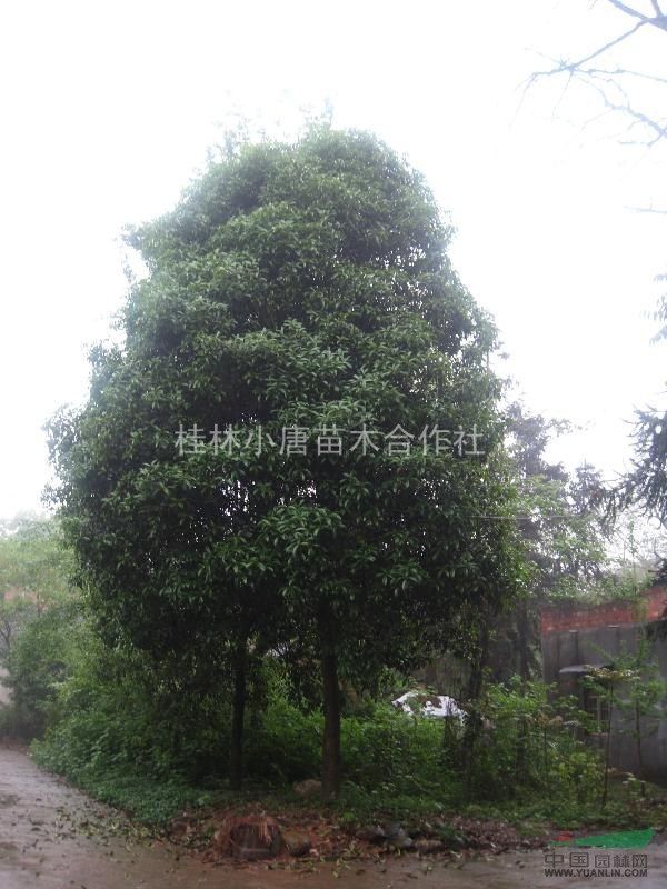 供應15-25公分各種低分支桂花樹