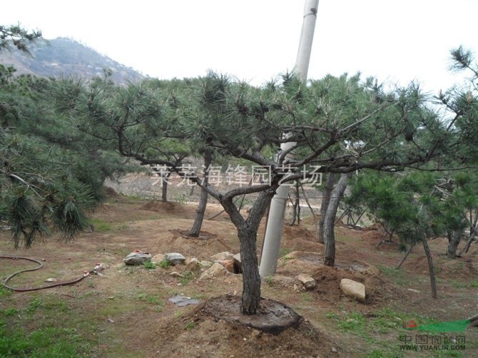 油松培育，山東油松培育，油松基地