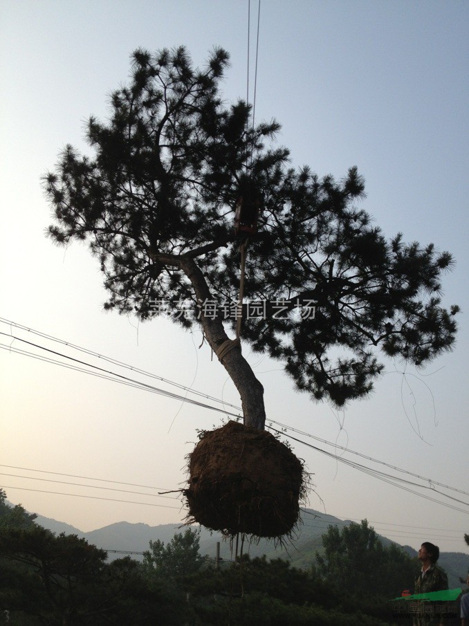 造型油松綠化工程用苗，山東造型油松