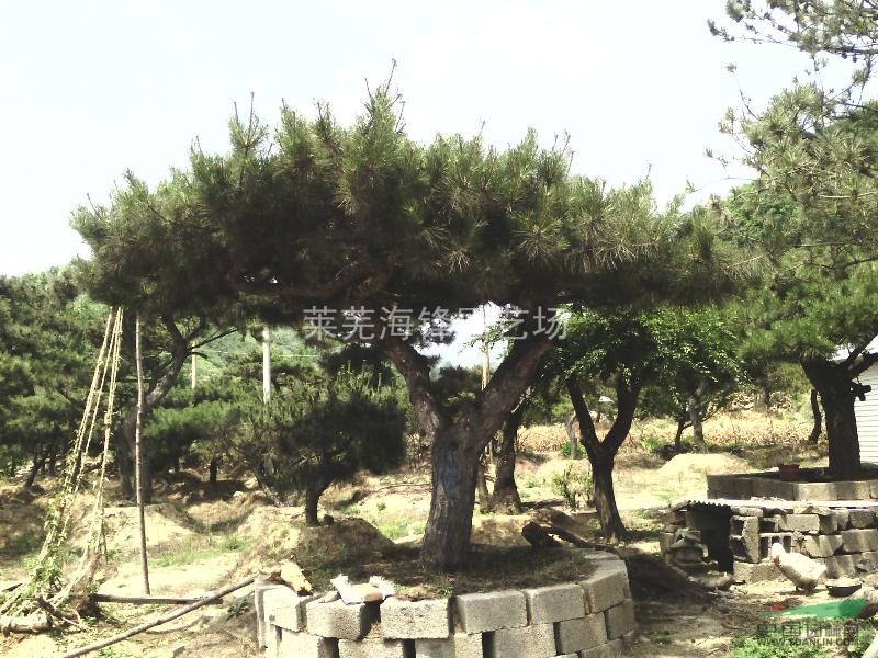 造型油松綠化工程用苗，山東造型油松