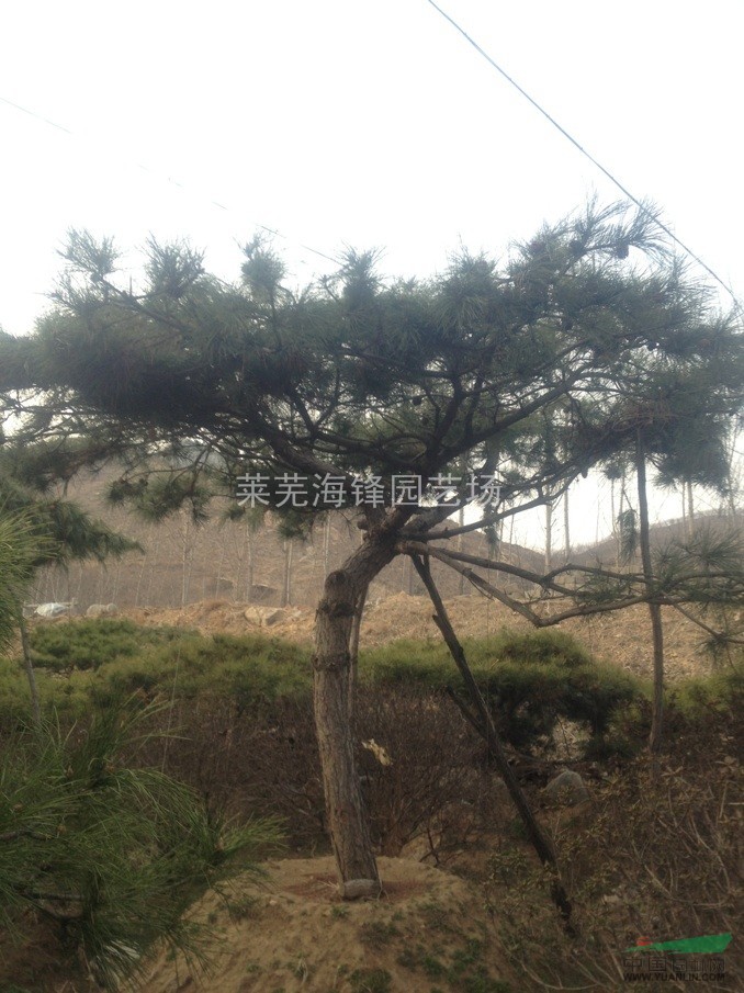油松/造型油松/油松基地/油松價(jià)格/山東油松