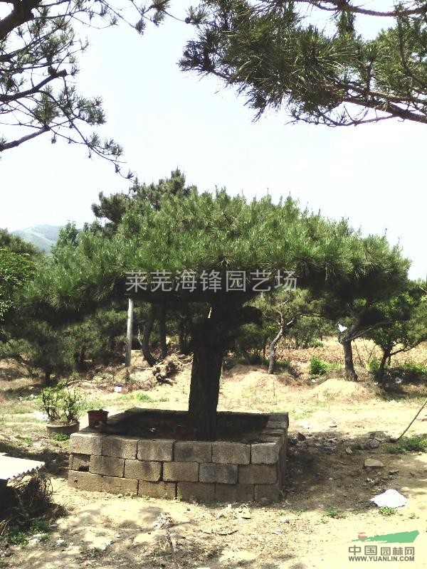 造型油松圖片展示/山東油松圖片/山東油松造型圖片