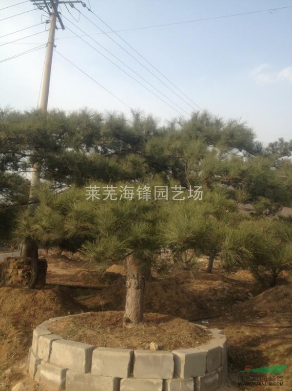 造型油松圖片展示/山東油松圖片/山東油松造型圖片
