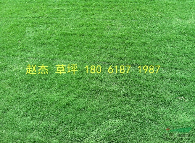 江蘇地區(qū)草坪報(bào)價(jià)\馬尼拉報(bào)價(jià)