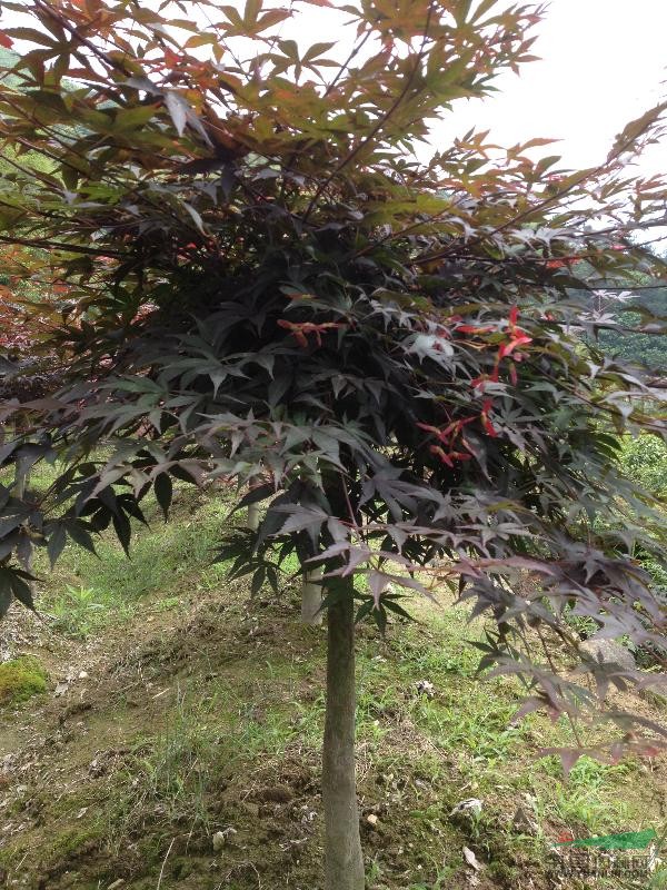 紅楓.茶花.玉蘭