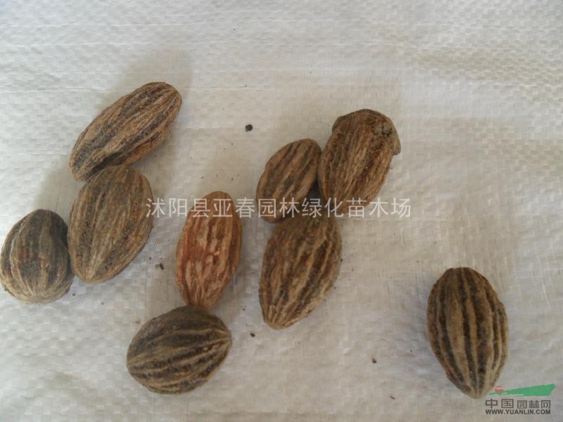 珙桐，珙桐種子，別稱： 水梨子，鴿子樹，鴿子花樹 