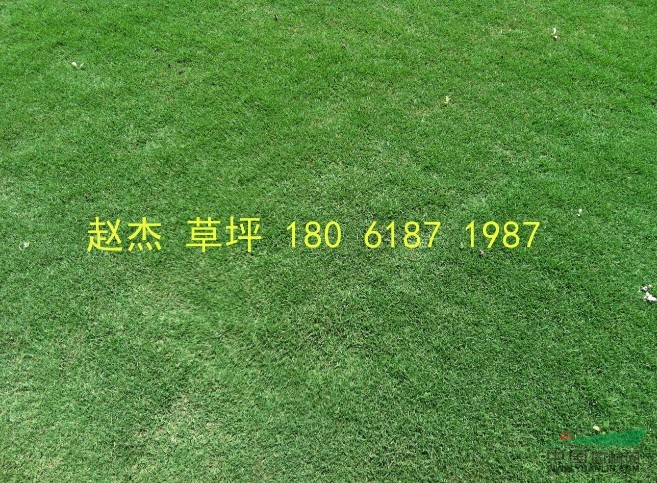 江蘇地區(qū)草坪報(bào)價(jià)\百慕大 果嶺草 黑麥 中華結(jié)縷草 麥冬報(bào)價(jià)