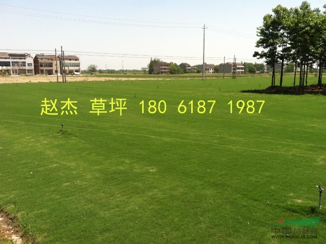 江蘇地區(qū)草坪報(bào)價(jià)\百慕大 果嶺草 黑麥 中華結(jié)縷草 麥冬報(bào)價(jià)