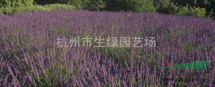 薰衣草，浙江薰衣草，蕭山薰衣草