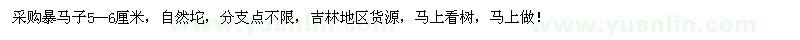 求購暴馬子5-6厘米
