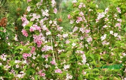 錦帶花，蕭山錦帶花，浙江錦帶花