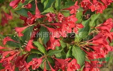 錦帶花，蕭山錦帶花，浙江錦帶花