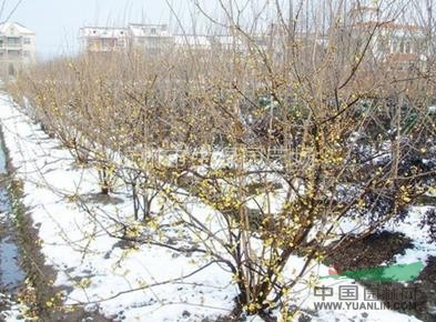 蠟梅，蕭山蠟梅，浙江蠟梅