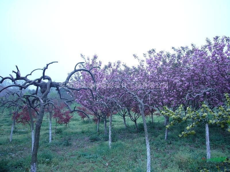 櫻花信息
