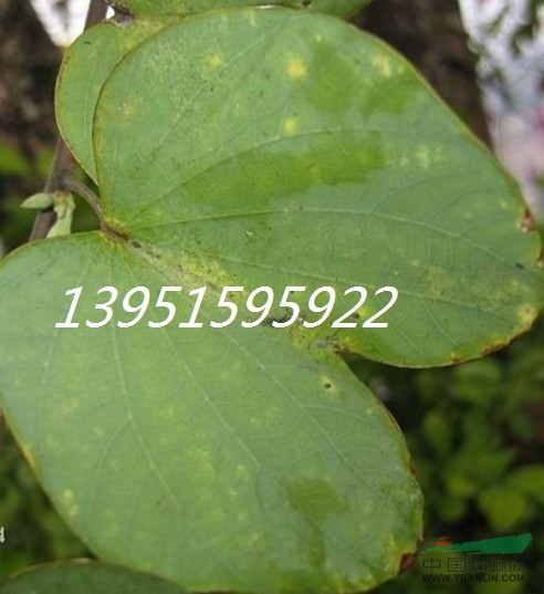 梅花臘梅皂角無(wú)患子紫藤紫荊黃花梨木羊蹄甲種子質(zhì)優(yōu)價(jià)廉全國(guó)包郵