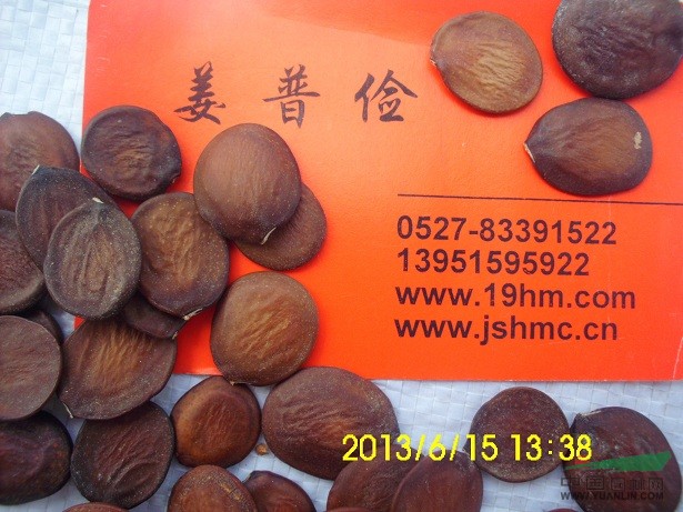 梅花臘梅皂角無(wú)患子紫藤紫荊黃花梨木羊蹄甲種子質(zhì)優(yōu)價(jià)廉全國(guó)包郵