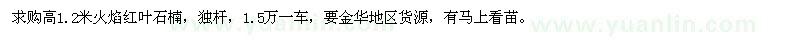求購(gòu)高1.2米火焰紅葉石楠