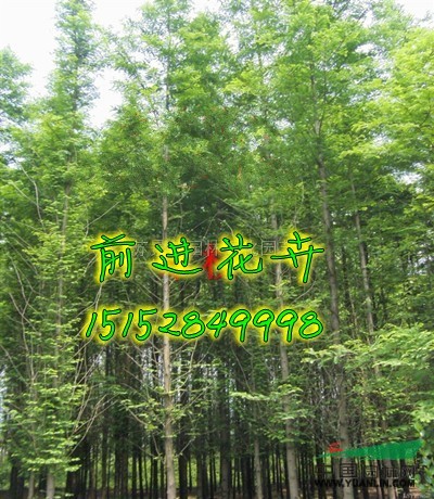 合歡、水杉、白玉蘭