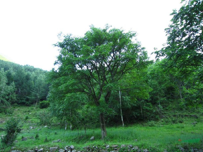 蒙古栎 白桦 油松3--3.5m