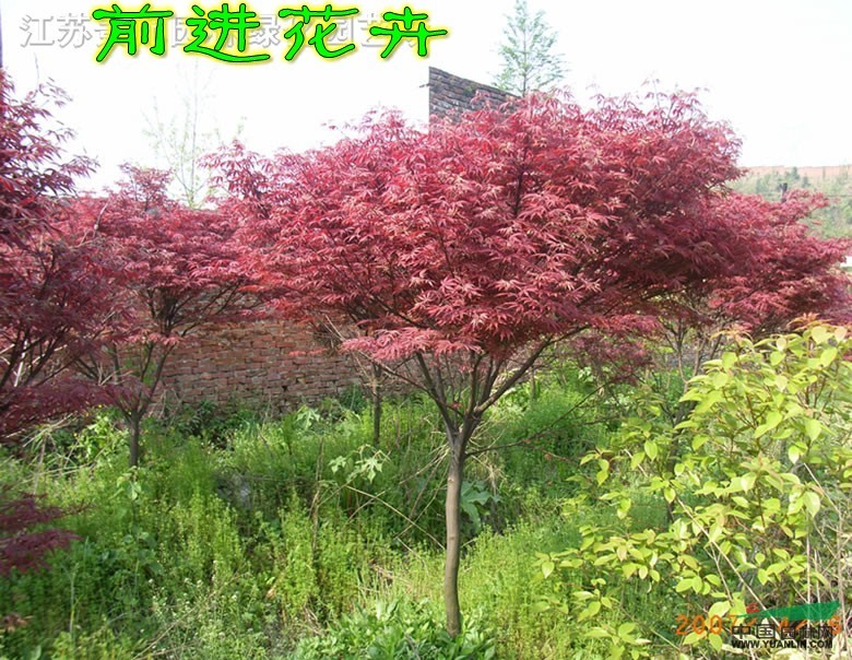 櫻花、紅楓、石榴