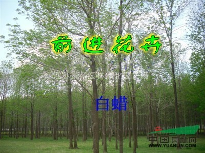大葉女貞、廣玉蘭、白蠟