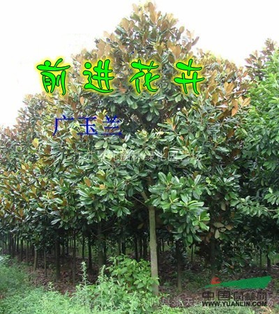 大葉女貞、廣玉蘭、白蠟