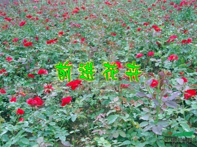 品種月季，紅帽月季，黃冒月季，豐花月季 美人蕉