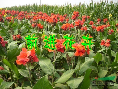 品種月季，紅帽月季，黃冒月季，豐花月季 美人蕉