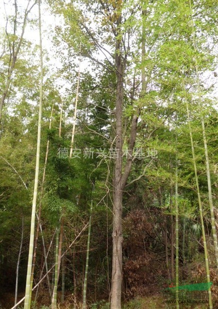 大量供應(yīng)楓香