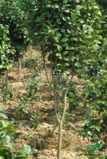 大量供應(yīng)茶花