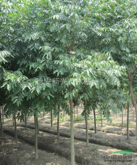 大量供應(yīng)無患籽