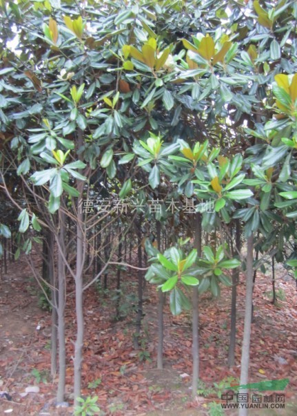 大量供應(yīng)廣玉蘭