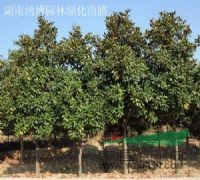 香樟 广玉兰 乌桕 