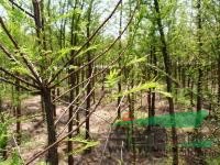 江苏地区供应1-15公分水杉