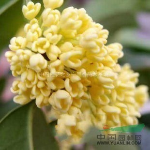 金桂樹苗，金桂苗