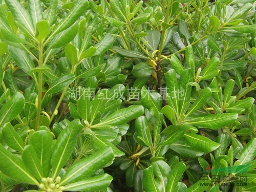 批發(fā)湖南海桐小苗 精品海桐球 海桐球價格