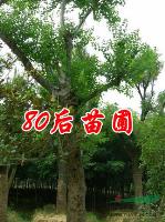 烏桕價(jià)格表，2013年烏桕價(jià)格報(bào)價(jià)