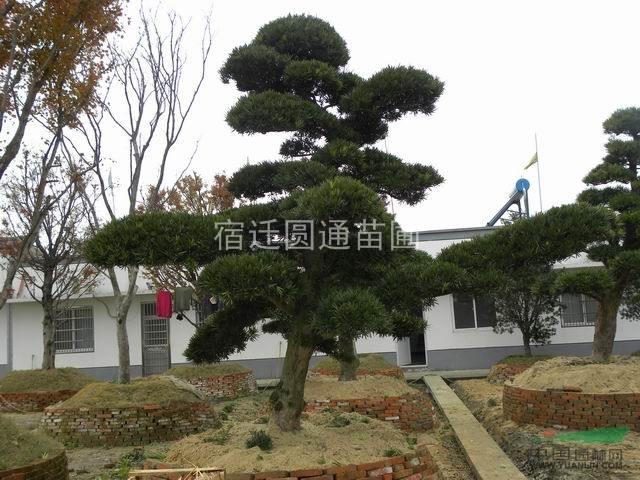 塔柏、蜀檜、龍柏、櫻花、金葉女貞