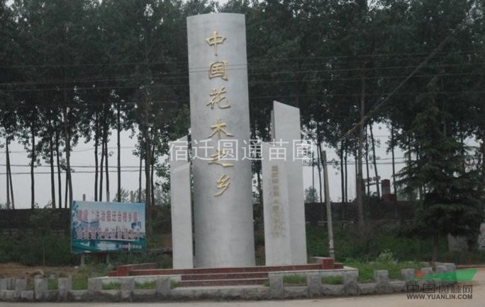 出售：小葉黃楊.龍柏.塔柏.側(cè)柏.連翹.迎春.薔薇.龍柏