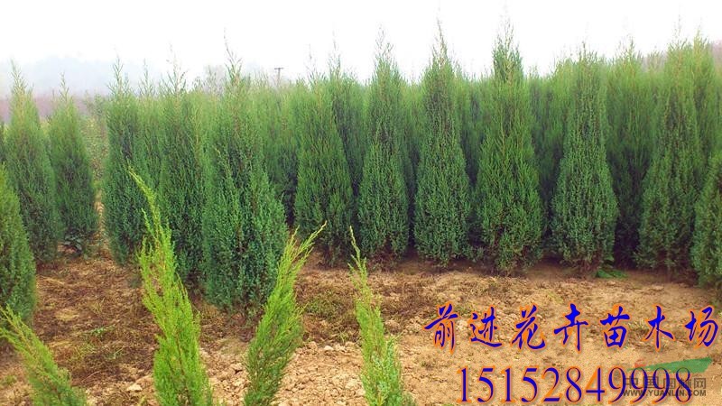 大量處理30-300cm刺柏.刺松.北京檜.河南檜.刺柏價(jià)格