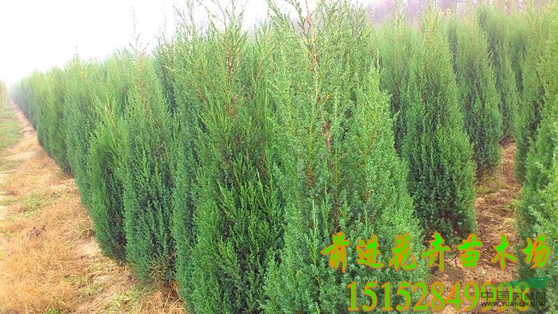 大量處理30-300cm刺柏.刺松.北京檜.河南檜.刺柏價(jià)格