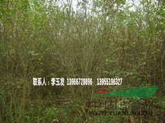 桂花 紫薇 紅葉李 大葉女貞 香樟 樸樹 烏桕 中華石楠 