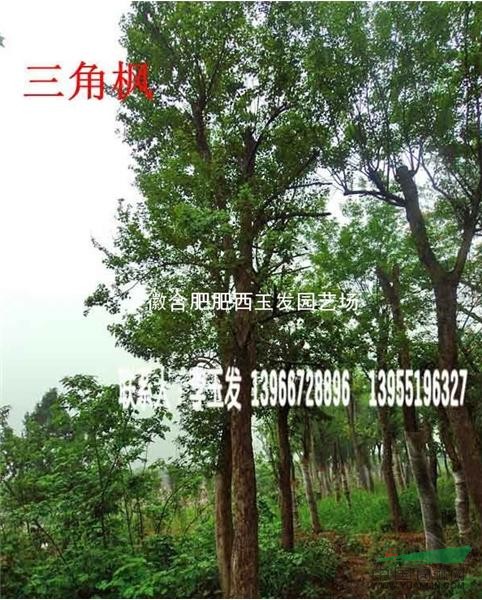 桂花 紫薇 紅葉李 大葉女貞 香樟 樸樹 烏桕 中華石楠 
