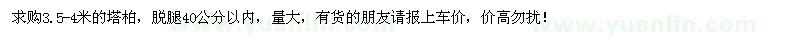 求購3.5-4米的塔柏